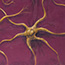 Neurons, an Acrlyic painting by tbSMITH